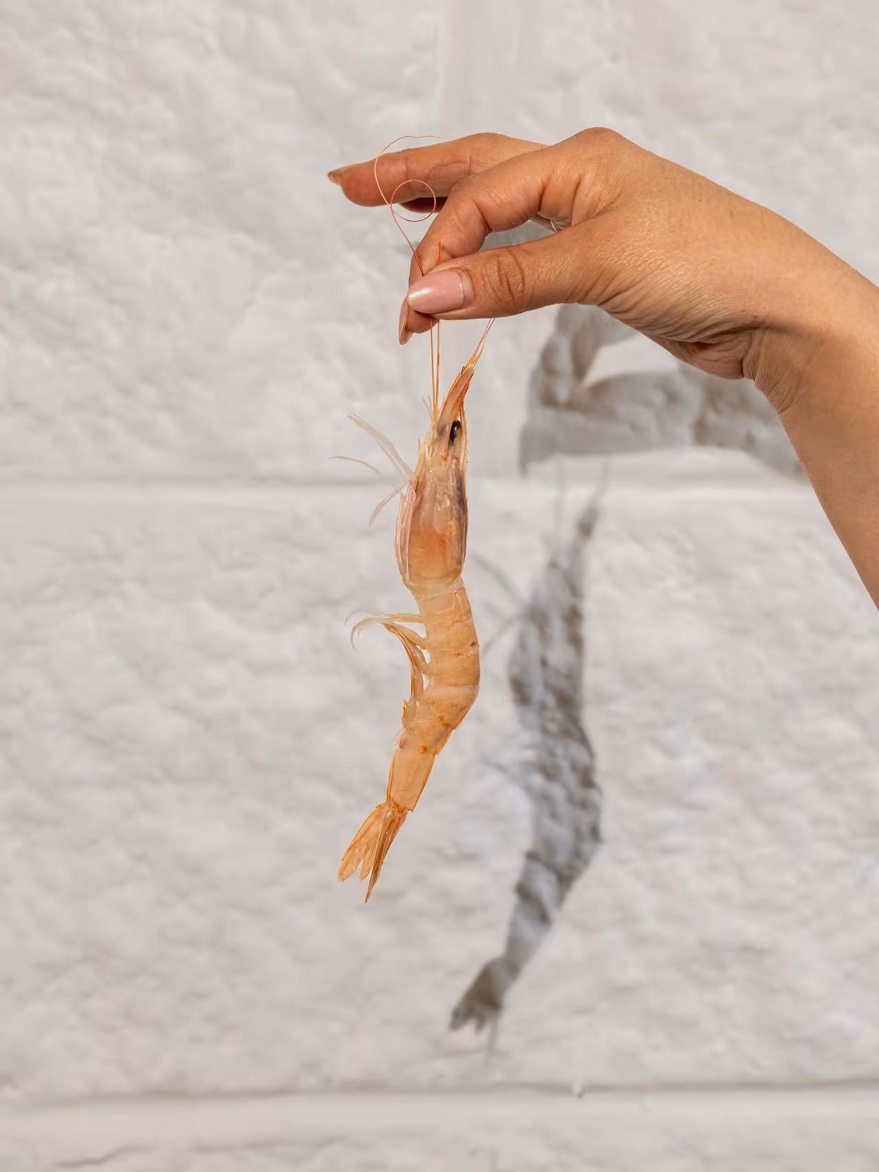 Mano sosteniendo una gamba fresca en VIRO